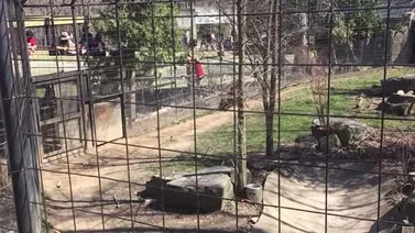 Mujer brinca a la jaula de tigres para recuperar su sombrero (+Video)
