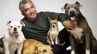 Cesar Milán no enfrentará cargos por quejas de crueldad animal Cesar Milán no enfrentará cargos por quejas de crueldad animal