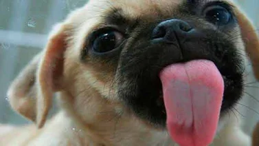 ¿Qué tan bueno puede ser besar a tu perro?