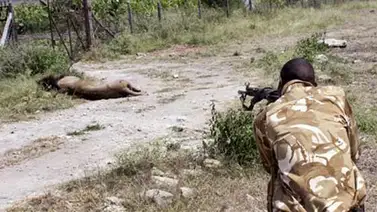 Matan a un león que había escapado de un parque en Kenia Matan a un león que había escapado de un parque en Kenia
