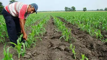 Productores agropecuarios no tendrán que pagar el ISLR Productores agropecuarios no tendrán que pagar el ISLR