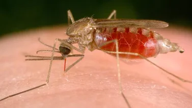 Alerta en Colombia por posible brote de malaria entre indígenas