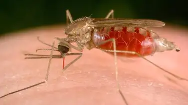 Alerta en Colombia por posible brote de malaria entre indígenas Alerta en Colombia por posible brote de malaria entre indígenas