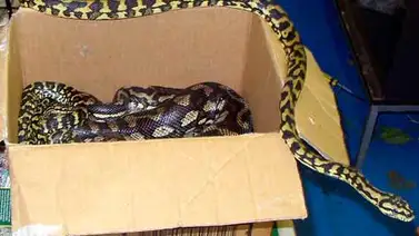 Encuentran caja con 2 serpientes venenosas en oficina postal Encuentran caja con 2 serpientes venenosas en oficina postal