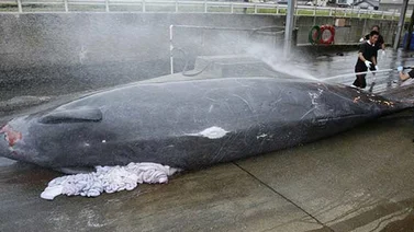 Flota japonesa mató a más de 300 ballenas