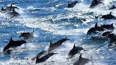 Hallan un veintena de delfines muertos en el litoral de Georgia Hallan un veintena de delfines muertos en el litoral de Georgia