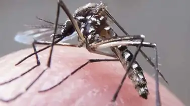 Estudio revela que virus del Zika llegó a América en 2013 Estudio revela que virus del Zika llegó a América en 2013