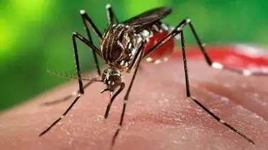 Cuba anuncia un sexto caso de Zika importado de Venezuela Cuba anuncia un sexto caso de Zika importado de Venezuela