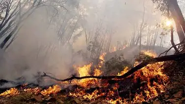 Continúan los trabajos para extinguir incendios forestales en Mérida Continúan los trabajos para extinguir incendios forestales en Mérida
