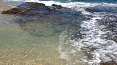 Reportan presencia de cocodrilos en Higuerote, Carenero y Río Chico (+Fotos)