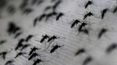 OMS informará este martes avances sobre la lucha contra el Zika