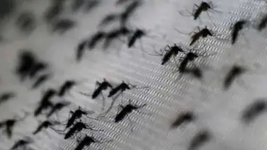 OMS informará este martes avances sobre la lucha contra el Zika OMS informará este martes avances sobre la lucha contra el Zika