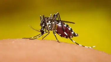 Desarrollan vacuna experimental contra el dengue Desarrollan vacuna experimental contra el dengue