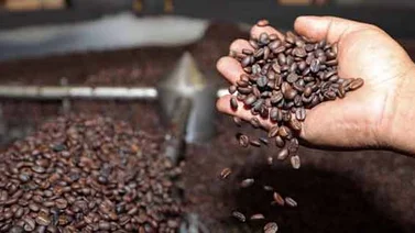 Fedeagro asegura que el aumento en el precio del café no es suficiente