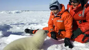 Día Mundial contra la Matanza de Focas Día Mundial contra la Matanza de Focas