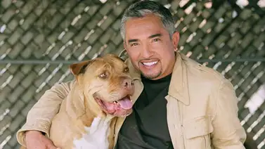 Acusan al "encantador de perros" por supuesto maltrato animal (+Video) Acusan al "encantador de perros" por supuesto maltrato animal (+Video)