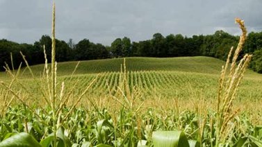 Aprueban recursos para siembra de sorgo y maíz en Zulia