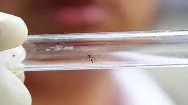 Detectan en Japón el primer caso de Zika tras el brote en América Detectan en Japón el primer caso de Zika tras el brote en América