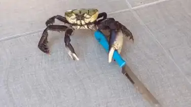 Este cangrejo se armó para pelear de la forma callejera (+Video) Este cangrejo se armó para pelear de la forma callejera (+Video)