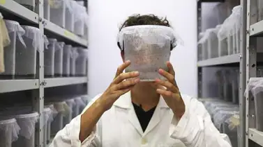 Se elevan a veinte los casos de Zika registrados en Alemania Se elevan a veinte los casos de Zika registrados en Alemania