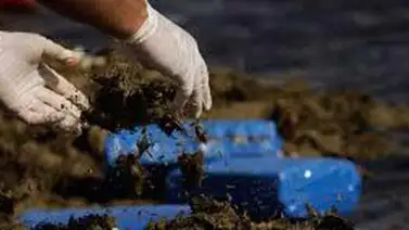 Detienen a otro militar con 500 paneles de marihuana en el Zulia Detienen a otro militar con 500 paneles de marihuana en el Zulia