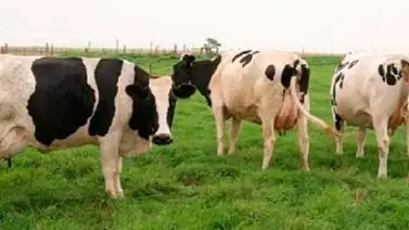 Otorgan créditos para fortalecer producción ganadera en Apure Otorgan créditos para fortalecer producción ganadera en Apure