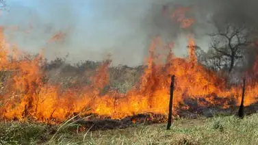 Condenan quema indiscriminada de vegetación en el sur del lago Condenan quema indiscriminada de vegetación en el sur del lago