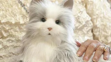 Alan: Un robot adorable que se comporta como un gato real