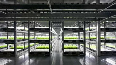 Empresa japonesa pondrá en marcha la primera granja operada por robots