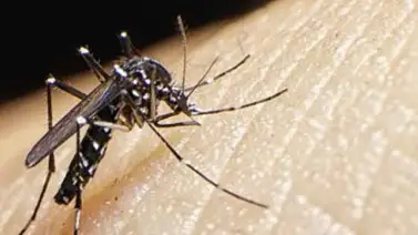 El Zika: Un invitado inesperado en el Carnaval de Barranquilla El Zika: Un invitado inesperado en el Carnaval de Barranquilla