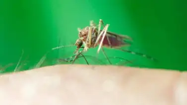 Italia confirma tres infectados con el virus del Zika Italia confirma tres infectados con el virus del Zika