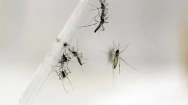 Argentina confirma segundo caso de Zika en hombre que viajó a Venezuela Argentina confirma segundo caso de Zika en hombre que viajó a Venezuela