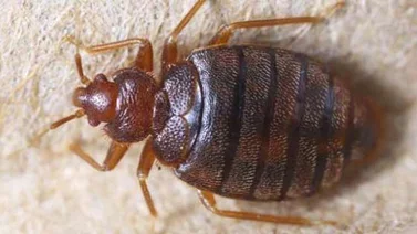 Secuencian el genoma del chinche para explicar su resistencia a insecticidas