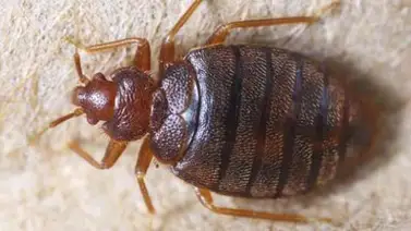 Secuencian el genoma del chinche para explicar su resistencia a insecticidas Secuencian el genoma del chinche para explicar su resistencia a insecticidas