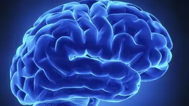 Crean réplica en 3D del cerebro humano con todos sus pliegues y cavidades