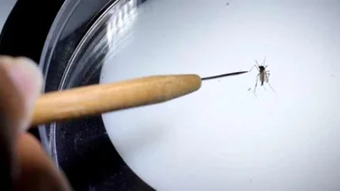 Gobierno garantiza el tratamiento contra el Zika