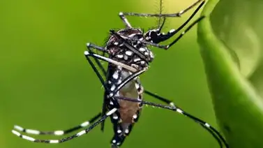 Confirmados 51 casos de Zika en Estados Unidos y sus territorios Confirmados 51 casos de Zika en Estados Unidos y sus territorios