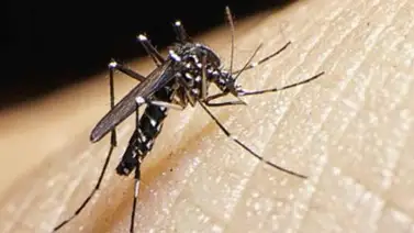 El Zika podría afectar a entre 3 y 4 millones de personas en América en 2016 El Zika podría afectar a entre 3 y 4 millones de personas en América en 2016