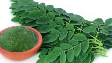 ¿Para qué sirve la moringa que se recetan los políticos en Venezuela? ¿Para qué sirve la moringa que se recetan los políticos en Venezuela?