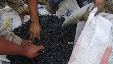 Potenciarán producción agrícola en Lara con siembra de caraotas y maíz Potenciarán producción agrícola en Lara con siembra de caraotas y maíz