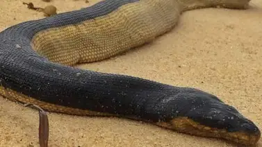 Serpientes marinas venenosas halladas en una playa en Australia Serpientes marinas venenosas halladas en una playa en Australia