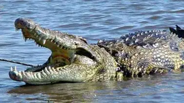 Cocodrilo ataca a una mujer de 68 años en Australia Cocodrilo ataca a una mujer de 68 años en Australia