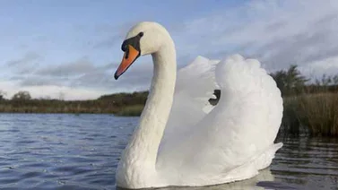 Pavos reales, cisnes y guacamayas entre las especies exóticas del "Chapo"