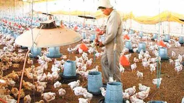Este jueves llegaran al país 30 mil toneladas de alimento avícola