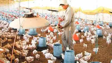 Este jueves llegaran al país 30 mil toneladas de alimento avícola Este jueves llegaran al país 30 mil toneladas de alimento avícola