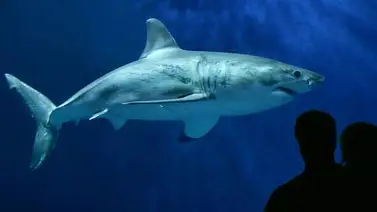Tiburón blanco muere tras días de cautiverio en un acuario japonés Tiburón blanco muere tras días de cautiverio en un acuario japonés