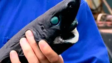 Descubren una nueva especie de tiburón llamada "Ninja Lanternshark" Descubren una nueva especie de tiburón llamada "Ninja Lanternshark"