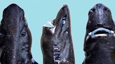 Conoce la nueva especie descubierta "tiburón linterna ninja"