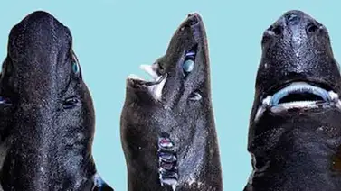 Conoce la nueva especie descubierta "tiburón linterna ninja" Conoce la nueva especie descubierta "tiburón linterna ninja"