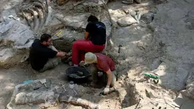 Hallada en España una nueva especie de dinosaurio Hallada en España una nueva especie de dinosaurio